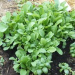 Compost