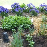 Fiori nell'orto