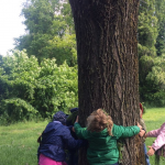 Ma quanto sono alti gli alberi?