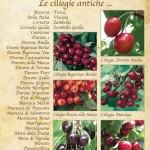 ciliegie